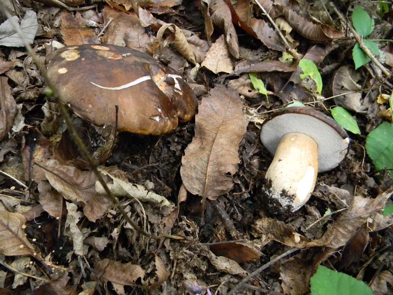 Ritrovamenti 19.10.2010